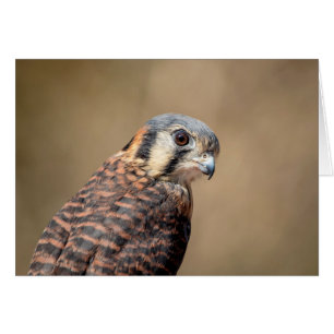 Kestrel américain