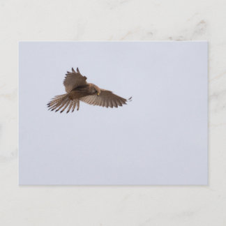 Kestrel Briefkaart