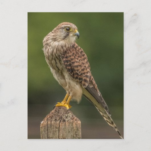 Kestrel Briefkaart (Voorkant)