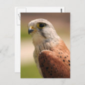 Kestrel Briefkaart (Voorkant / Achterkant)