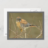 Kestrel Briefkaart (Voorkant / Achterkant)