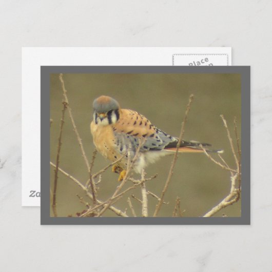 Kestrel Briefkaart (Voorkant / Achterkant)