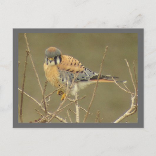Kestrel Briefkaart (Voorkant)