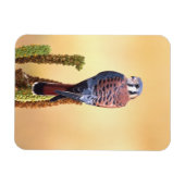 Kestrel, Falco sparverius, Inheems voor de VS en C Magneet (Horizontaal)