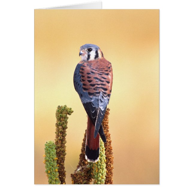 Kestrel, Falco sparverius, Native de US & Canada (Devant)