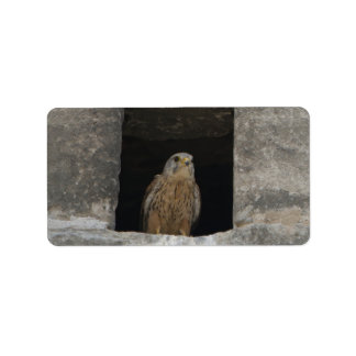 Kestrel in a small wall opening in the old church etiket