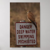 Kestrel Poster (Voorkant)