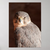 Kestrel Poster (Voorkant)