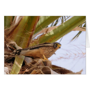Kestrel, Turmfalke, falco tinnunculus