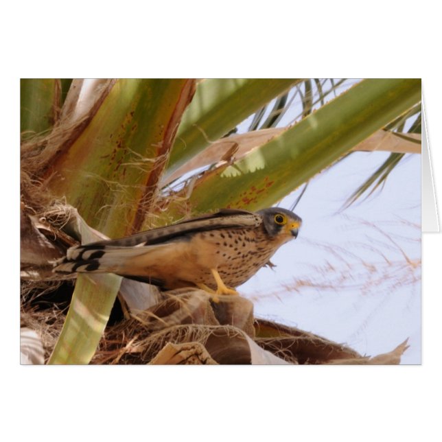 Kestrel, Turmfalke, falco tinnunculus (Devant horizontal)