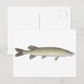 kettingpikel briefkaart (Voorkant / Achterkant)