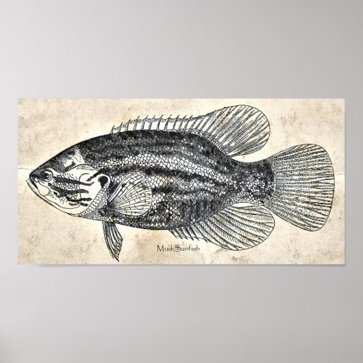 Keuken Decor Wall Art  vismodder Poster (Voorkant)