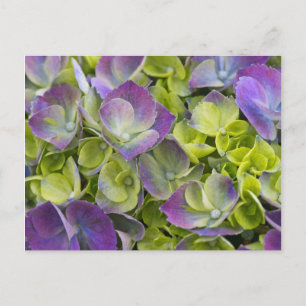 Keukenhof Garden Hydrangea Briefkaart