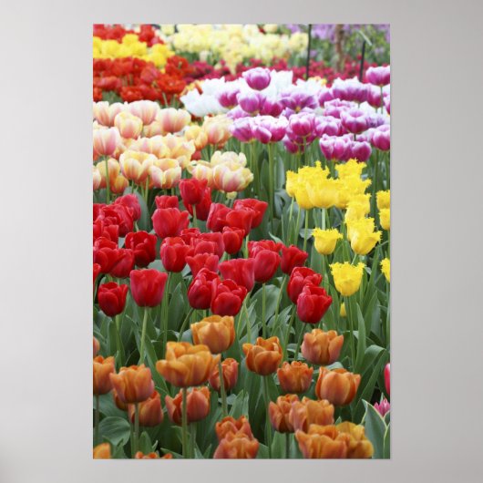 Keukenhof Gardens, Holland, gespecialiseerd in 2 Poster (Voorkant)