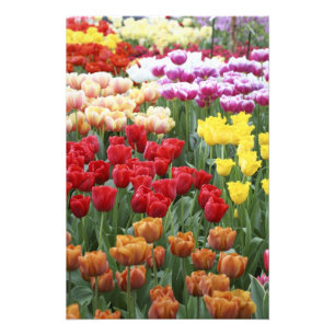 Keukenhof Gardens, Holland, is gespecialiseerd in Foto Afdruk