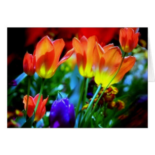 KEUKENHOF TUINEN, LISSE HOLLAND