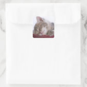 Keukenslaapje in Bowl 2 Vierkante Sticker (Tas)