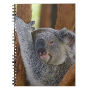 Keuzd Koala Beer-laptop Notitieboek