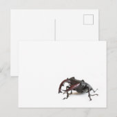 kever briefkaart (Voorkant / Achterkant)