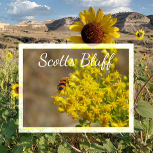 Kever op guldenroede, Scotts Bluff, Gering, NE Briefkaart