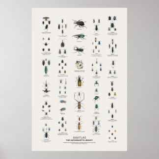 Kevers - Naturalist's Library Poster
