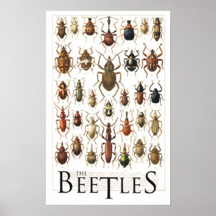 kevers poster