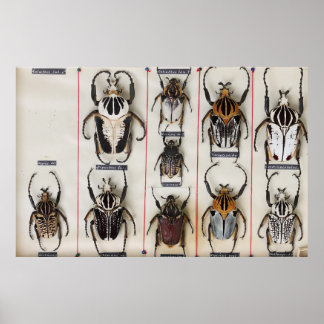 Keversoort Bug Insect natuur foto Poster