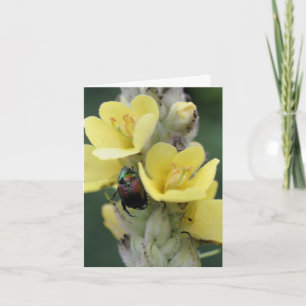 Kevertje op toortsbloem fotografie notitiekaartje