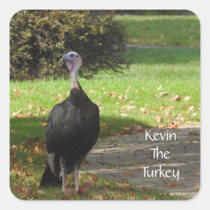 Kevin The Turkey - Old Wethersfield , CT Vierkante Sticker