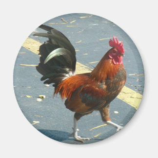 Key West Chicken Magneet