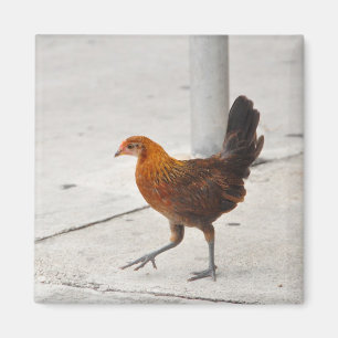 Key West Chicken on Sidewalk Florida Magnet Magneet