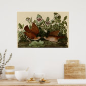 Key West Dove Poster (Keuken)