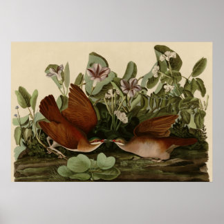 Key West Dove Poster