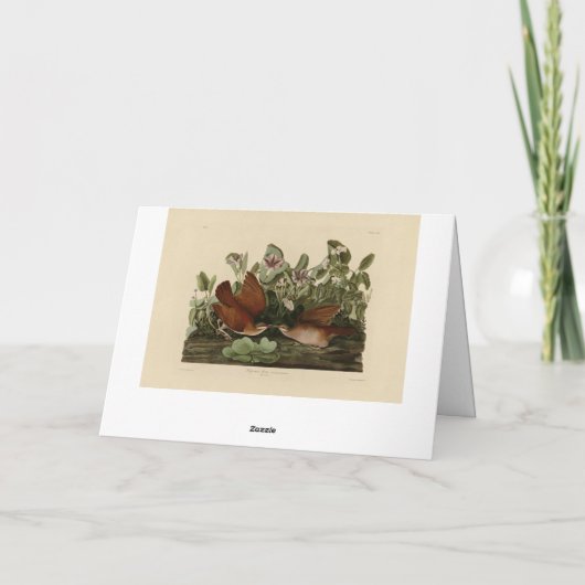 Key-west Dove, Quail-Dove Audubon Birds of America Kaart (Achterkant)