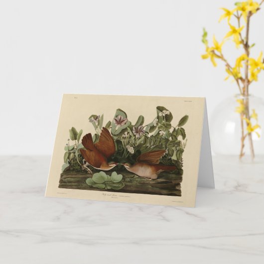 Key-west Dove, Quail-Dove Audubon Birds of America Kaart (Gele Bloem)
