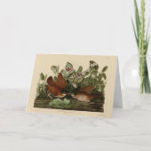 Key-west Dove, Quail-Dove Audubon Birds of America Kaart (Voorkant)