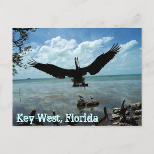 Key West Florida Pelican Wildlife Post Card Foto Briefkaart