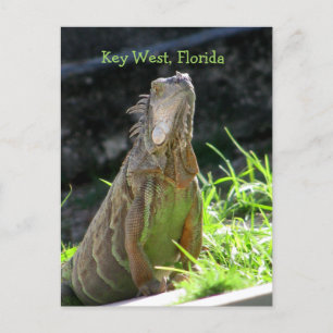 Key West Iguana Briefkaart
