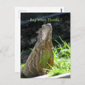 Key West Iguana Briefkaart (Voorkant / Achterkant)