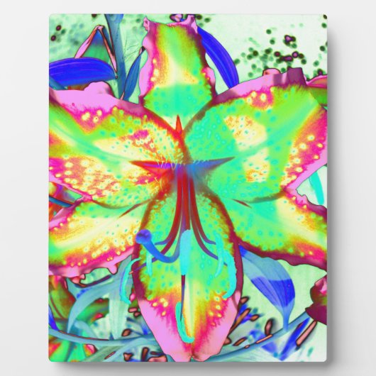 Key West Lily Fotoplaat (Voorkant)