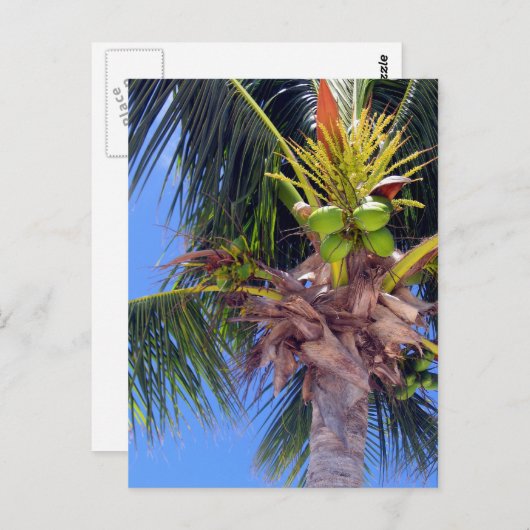 Key West Palm - Carte postale (Devant / Derrière)