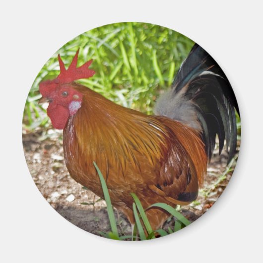 Key West Rooster Magneet (Voorkant)