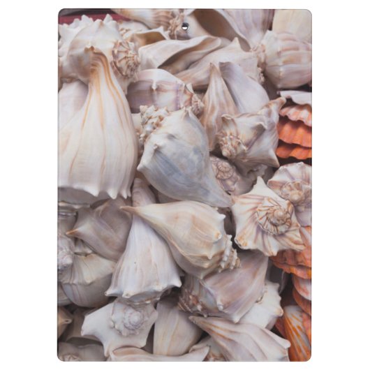 Key West, seizoenshells Klembord (Achterkant)