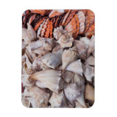 Key West, seizoenshells Magneet (Verticaal)