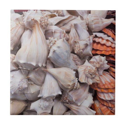 Key West, seizoenshells Tegeltje (Voorkant)