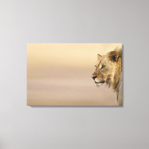 Kgalagadi Transborder Park, Noordelijke Kaapverdi Canvas Afdruk