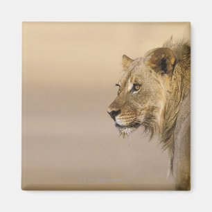 Kgalagadi Transborder Park, Noordelijke Kaapverdi Magneet