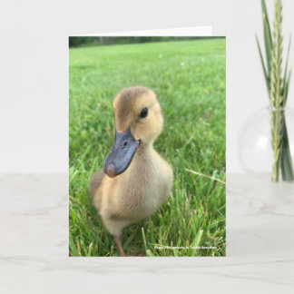 Khaki Appleyard Duckling Kaart