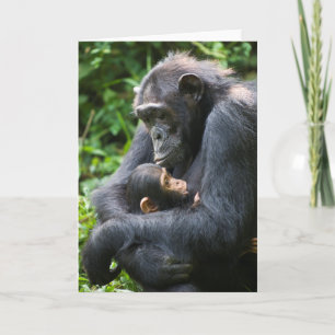 Kibale Chimpansee Wenskaart - "Mama Umbrella" Kaart