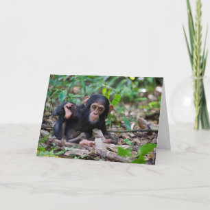 Kibale Chimpansee Wenskaart - Quiver Kaart